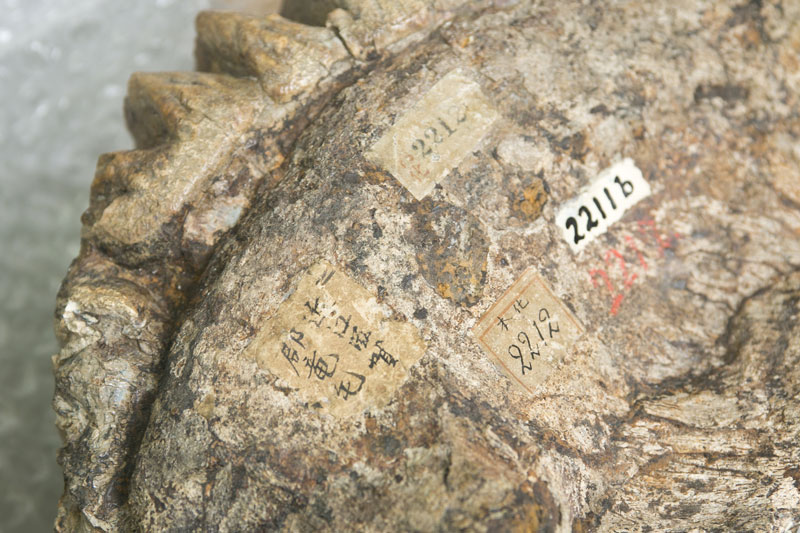 現在の大津市にあたる場所で発見された記録などが直接記された歴史的な標本（右）。