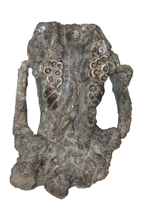 デスモスチルスの頭骨の化石。