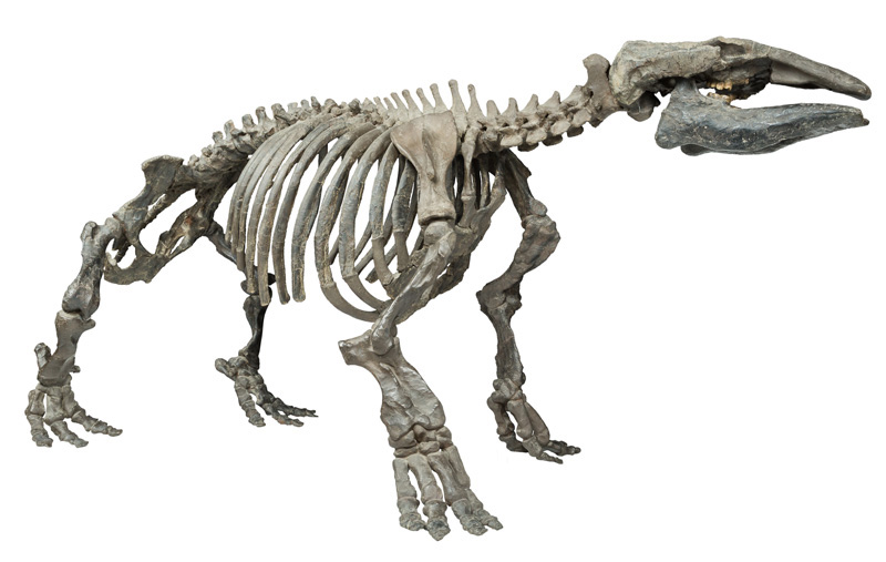 デスモスチルスの骨格標本。