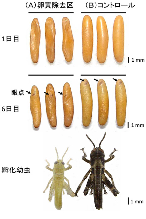 卵黄除去（A）と無処理（B）の比較。